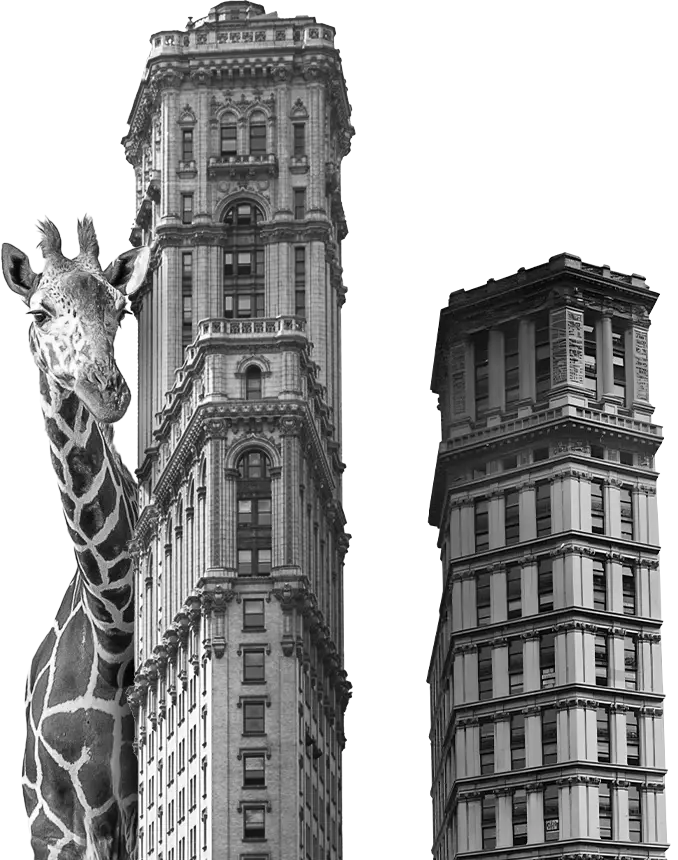 Girafe